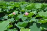 036 PARC UENO  ETANG LOTUS.JPG 